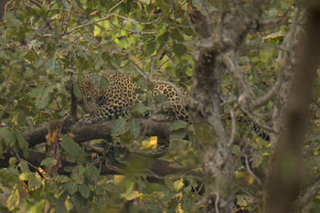 leopard